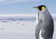 King Penguin