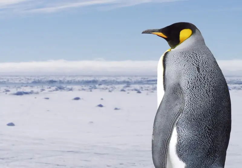 Image related to King Penguin