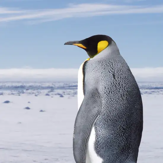 Image related to King Penguin