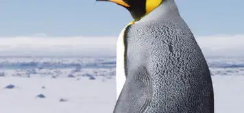 Image related to King Penguin