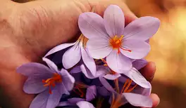 Image related to Maire Nui