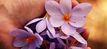 Image related to Maire Nui