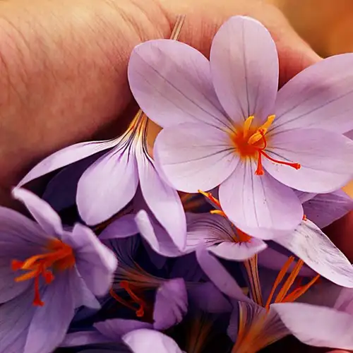 Image related to Image related to Maire Nui