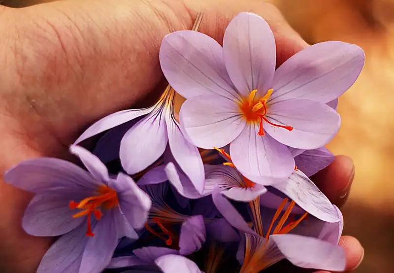 Image related to Maire Nui