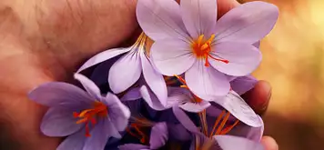 Image related to Maire Nui