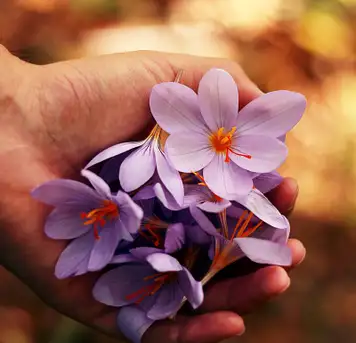 Image related to Maire Nui