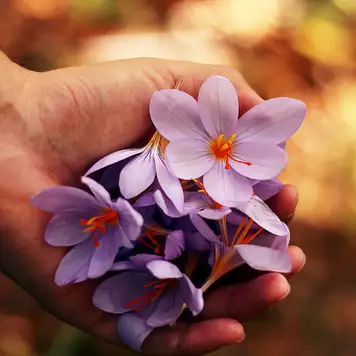 Image related to Maire Nui