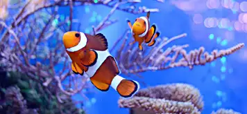 Image related to Aqaba Aquarium