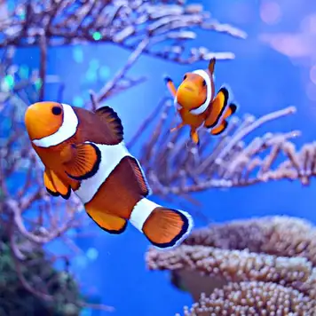 Image related to Aqaba Aquarium