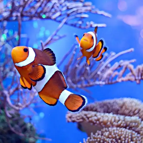 Image related to Aqaba Aquarium