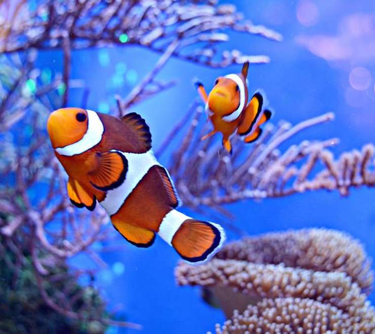 Aqaba Aquarium