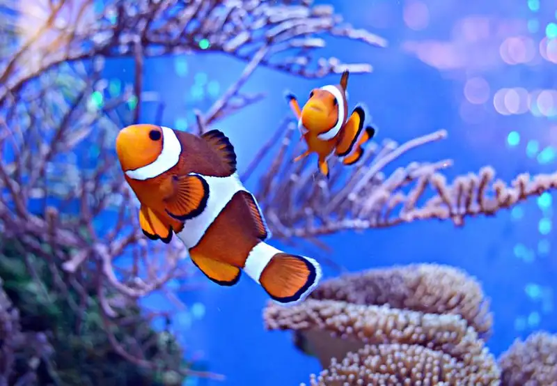 Aqaba Aquarium