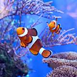 Aqaba Aquarium