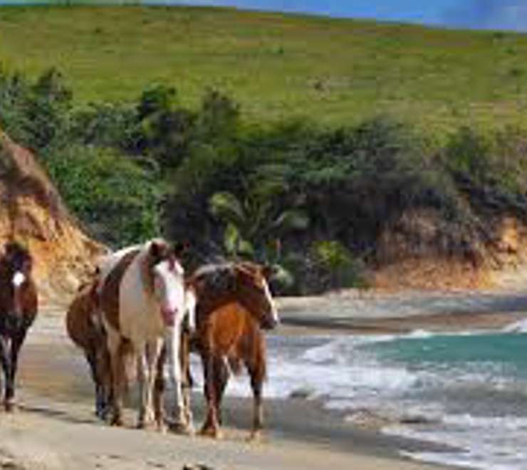 Track the Wild Horses