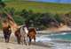Track the Wild Horses