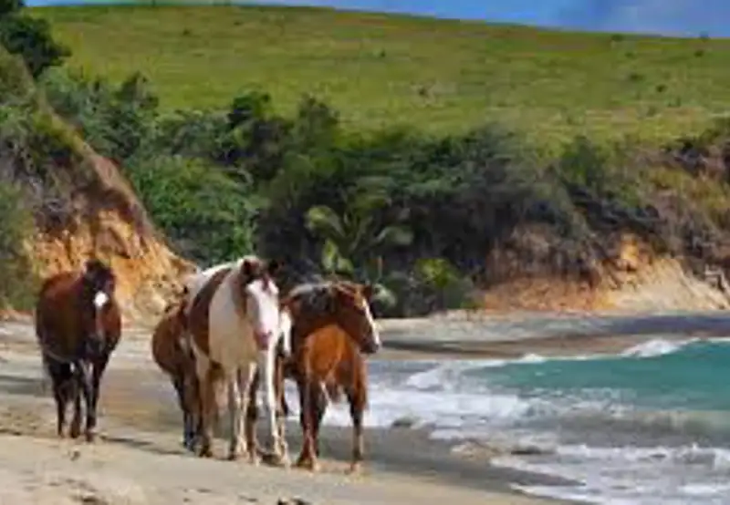 Track the Wild Horses