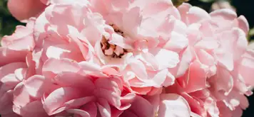 Image related to Museum and Botanical Garden