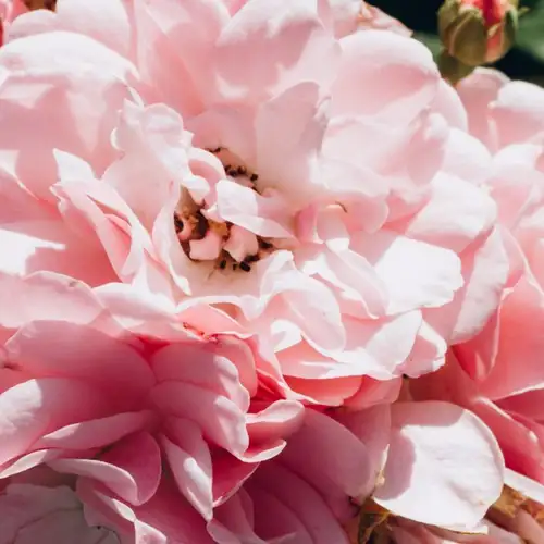 Image related to Museum and Botanical Garden