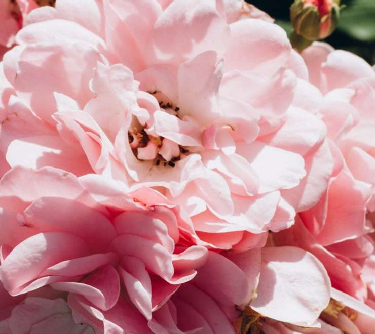 Museum and Botanical Garden