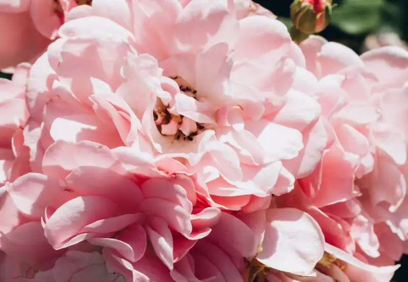 Image related to Museum and Botanical Garden