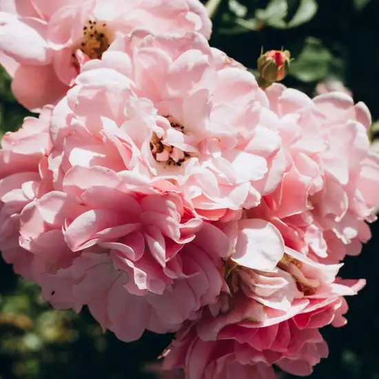 Image related to Image related to Museum and Botanical Garden