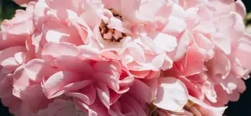 Image related to Museum and Botanical Garden