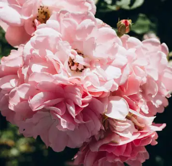 Image related to Museum and Botanical Garden