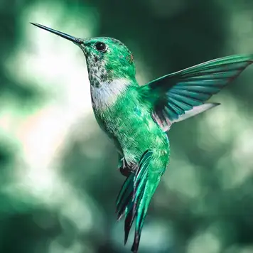 Image related to Bird Sanctuary