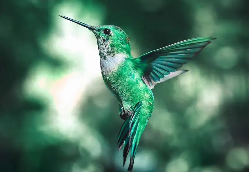 Bird Sanctuary