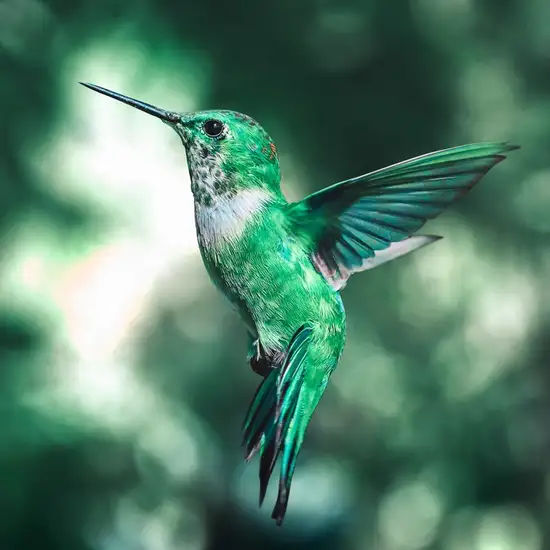 Image related to Bird Sanctuary