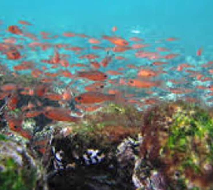 Snorkelling the Rocky Coastline