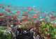 Snorkelling the Rocky Coastline