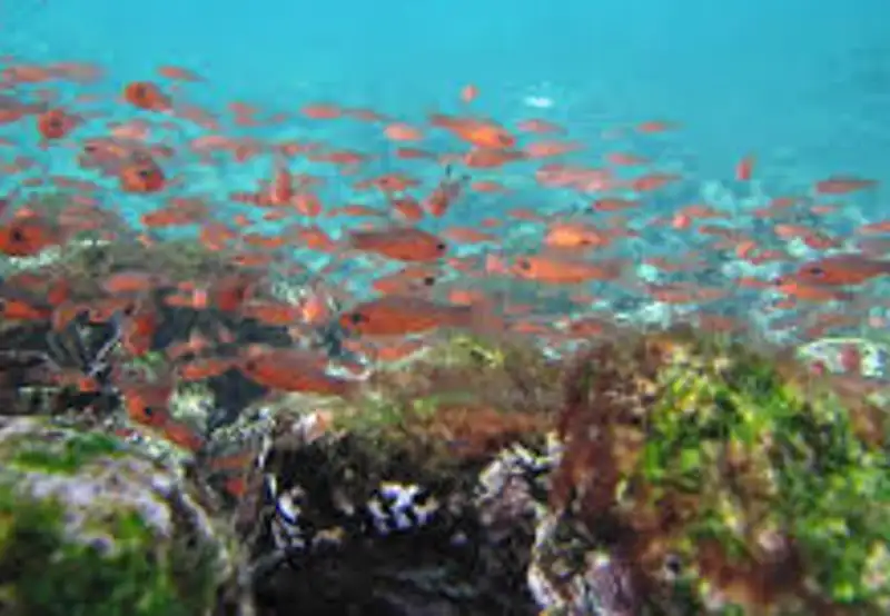 Snorkelling the Rocky Coastline