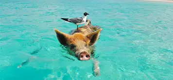 Grand Bahamas Island