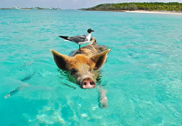 Photo of Day 9: Grand Bahamas Island