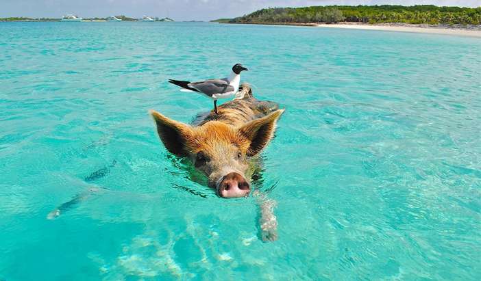 Grand Bahamas Island