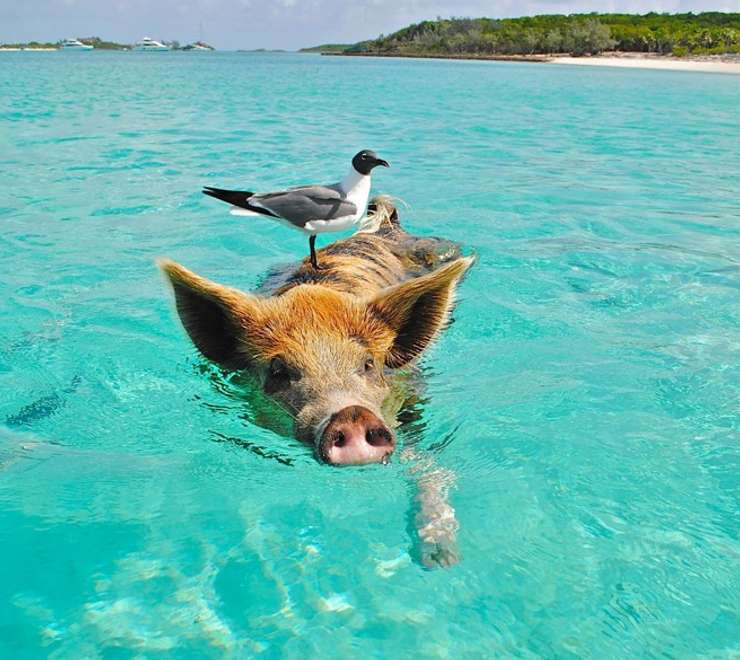 Grand Bahamas Island