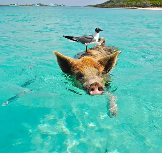 Image related to Grand Bahamas Island