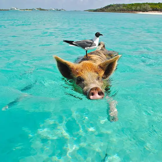 Image related to Grand Bahamas Island