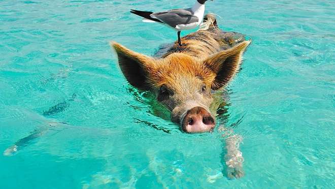 Grand Bahama