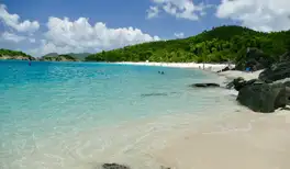 Image related to Prickly Pear