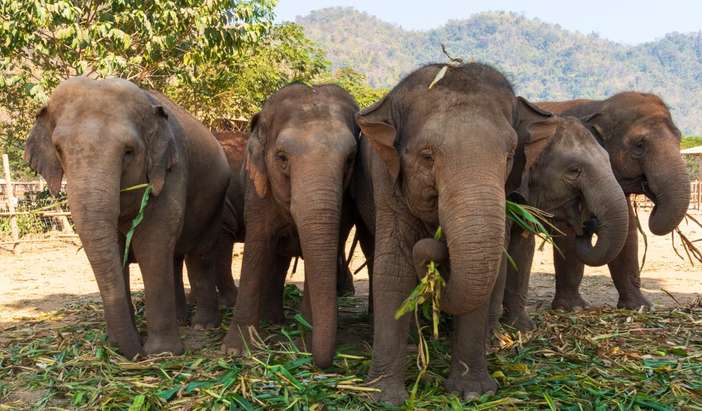 Full day Experience with Thailand's Rescued Elephants