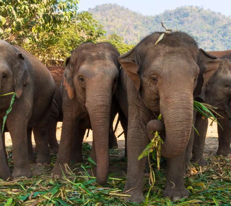 Full day Experience with Thailand's Rescued Elephants