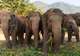 Full day Experience with Thailand's Rescued Elephants