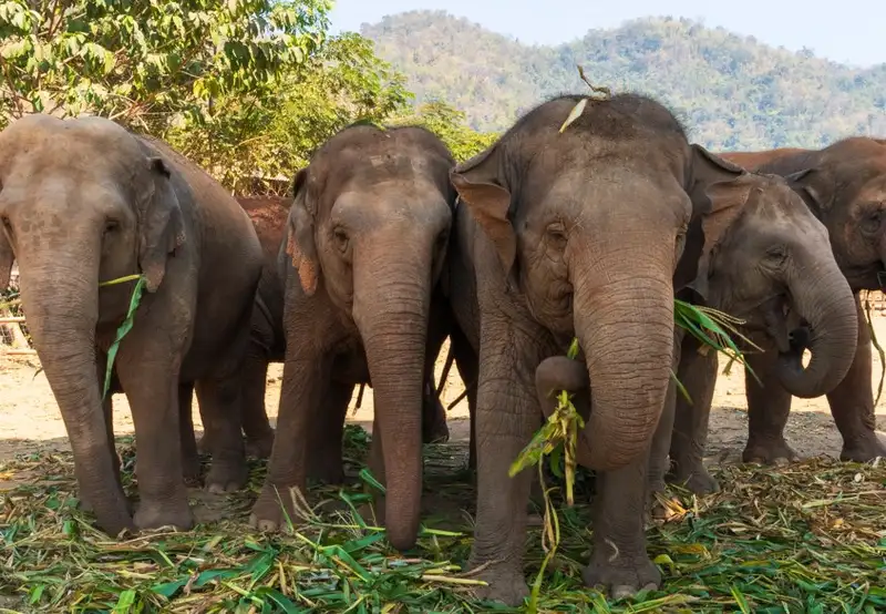 Full day Experience with Thailand's Rescued Elephants