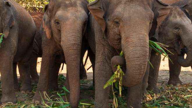 Enjoy a Full Day Experience with Thailand’s Rescued Elephants