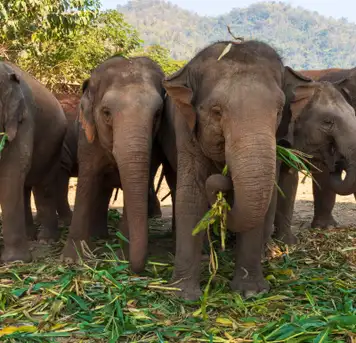 Image related to Full day Experience with Thailand's Rescued Elephants