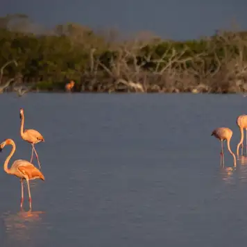 Image related to Observe Flamingos at the Lagoon