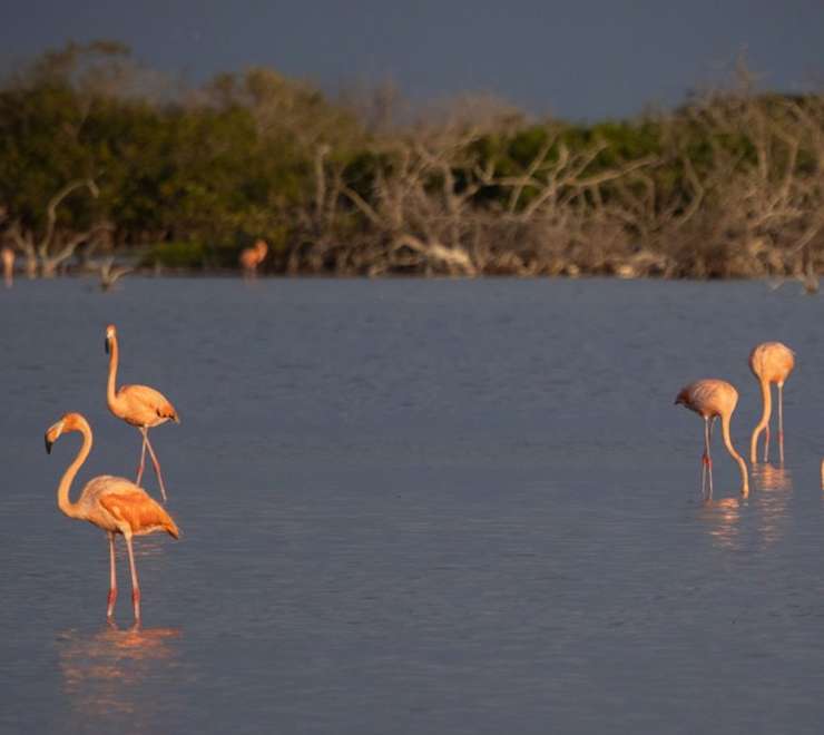 Observe Flamingos at the Lagoon