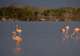 Observe Flamingos at the Lagoon